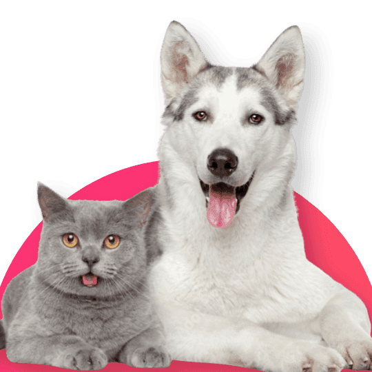 Pet Dostlar